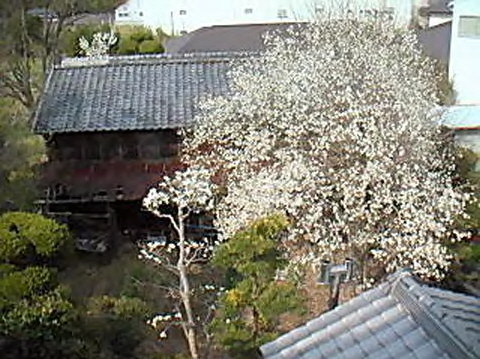たぬきの倉庫1